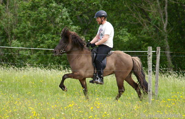 Fafnir 4 år
