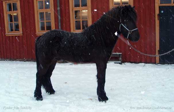 Fjodor 4,5 år