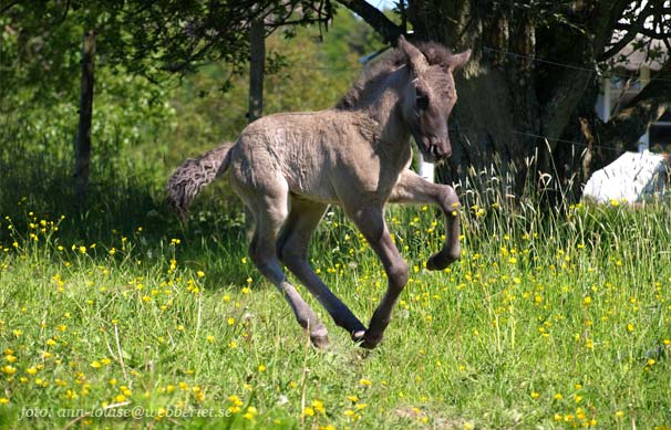 Fljods föl ca 3 dagar