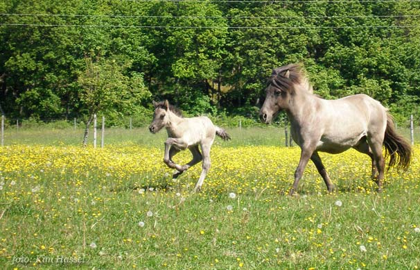 Fljod och föl, född 2009