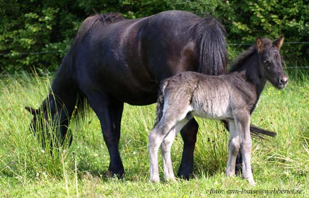 Hingst 1 dag u: Rán frá Hofi