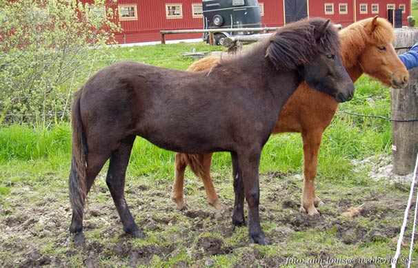 Ljufva 1 år, (Raud i bakgrunden)