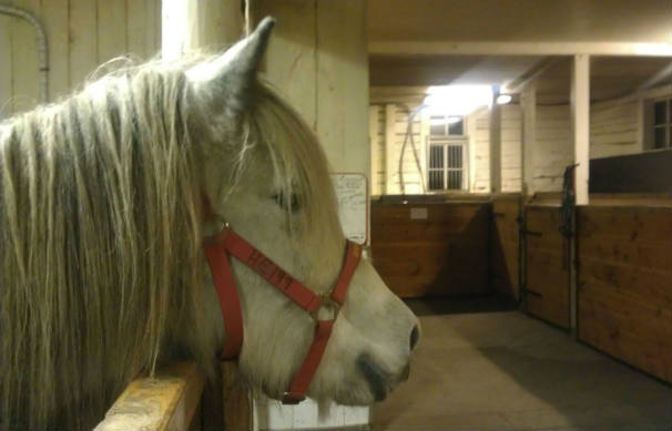 Mýkt alldeles ny på Sundsby efter att hon lämnat Island