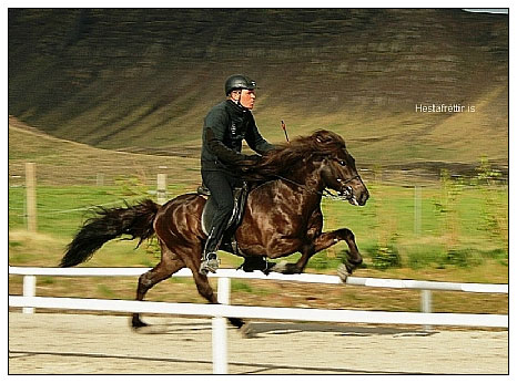 Oliver fra Kvistum i galopp. Foto: www.hestafrettir.se