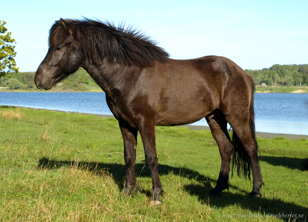 Oscarfrån Sundsby 3 år, maj 2014