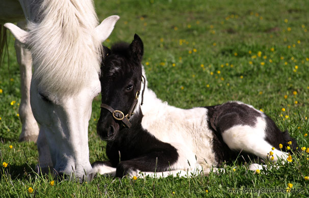 Perla och Otto