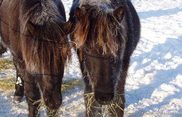 Rani och Skelmnir t höger januari 2006