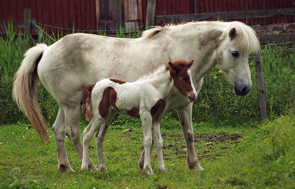 Lsa 1 vecka och Perla.