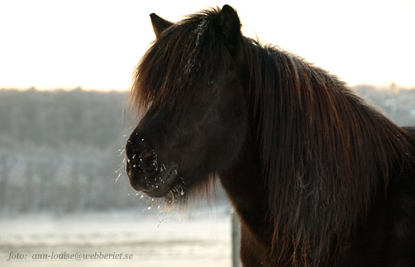 Rani och Skelmnir t höger januari 2006