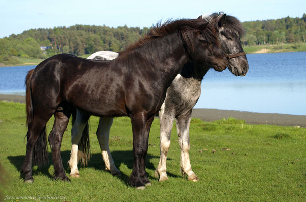 Stjörnufákur 3 år och Otto, våren 2014 