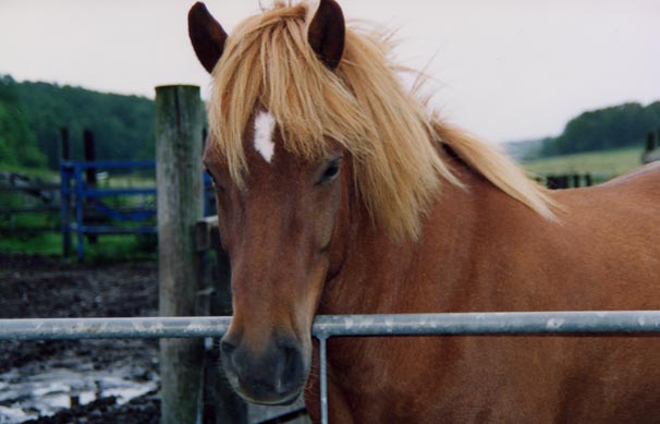 Túfa. Foto: Rudbäck