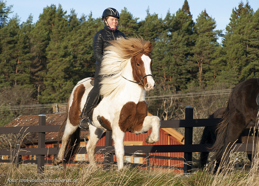 Lýsa från Sundsby, 3 år