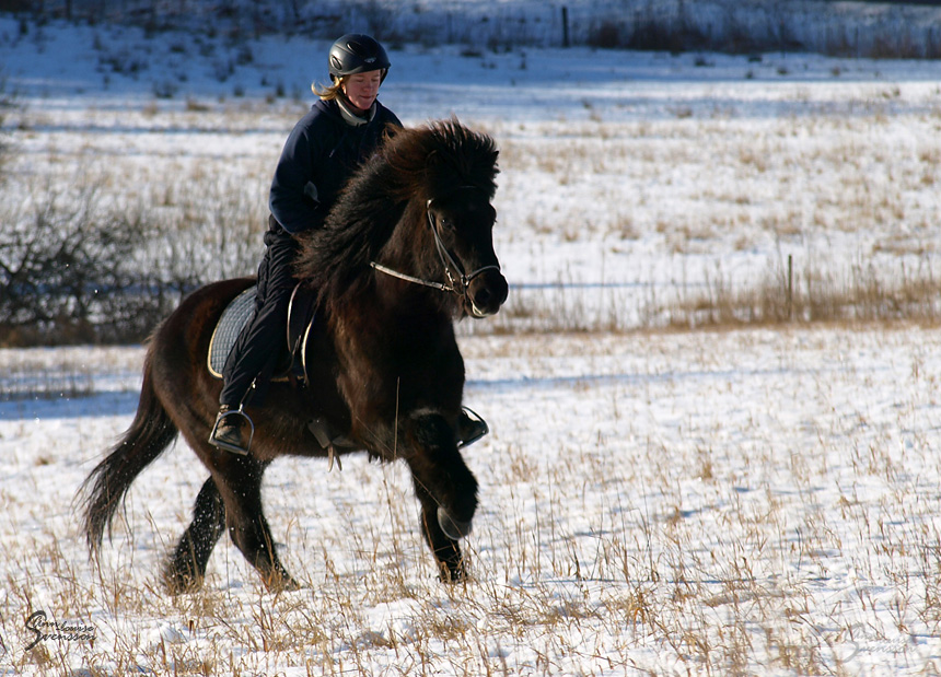 Tyr i full vinterpäls i galopp