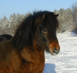 Två och ett halvt år gammal och snö på mulen