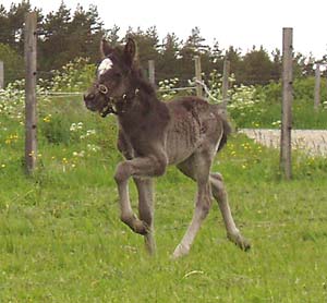 Hingst född 2005, 4 dagar.