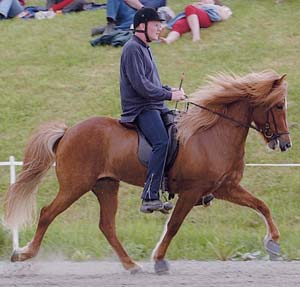 Flugsvinn på stobedöming 2002