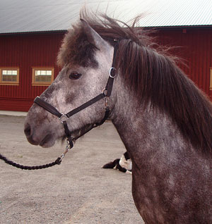 Herjann 4 år. Foto A-L Svensson