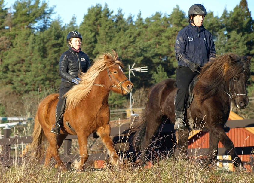 Hekla från Sundsby 7 år