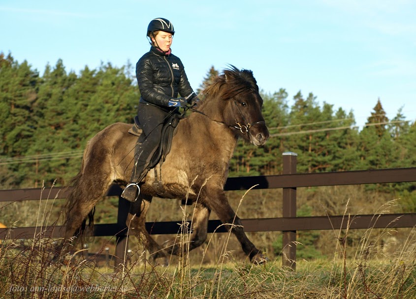 Óli "Mirakel" från Sundsby, 3 år. Foto: Ann-Louise Svensson 