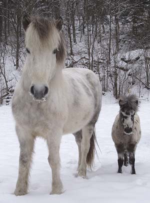 Tyfus ca 1/2 år med fostermamma Perla