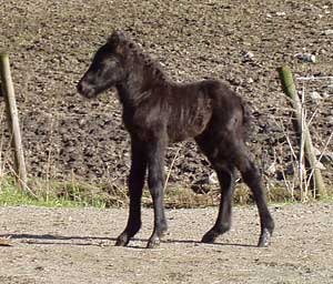 Islandsföl, hingst ca ett halvt dygn gammal