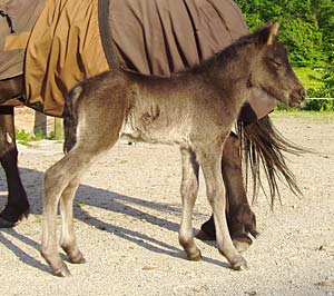 Ráni från Sundsby född 2003