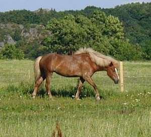 Tindra helbild, i skritt