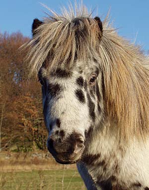 Tyfus 1,5 år